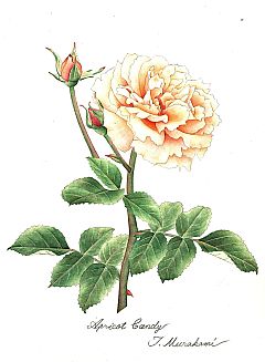 Apricot Candy
